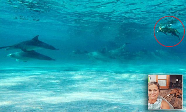 Kuta the rescue dog who swims with a pod of dolphins off Western Australia coast