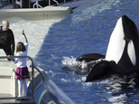 FILE - In this Nov. 26, 2006, file photo, SeaWorld Adventure Park trainer Ken Peters, left, looks to a killer whale during a performance at Shamu Stadium ins...