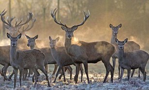 Cold: Deer enjoy the first frost after the overnight temperature fell to minus 1 at Normanby Hall Country Park in Lincolnshir