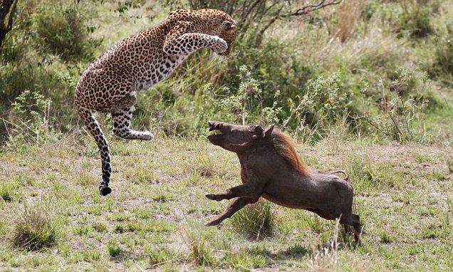 Female leopard shows off her pace in the wild as she hunts down a warthog in incredible