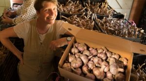 Me and Mr Jones: Kirsten Jones with some of her 2017 garlic harvest at her farm at Mirboo.