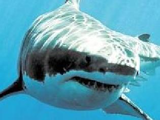 More sharks spotted off surf coast