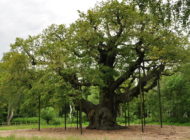 One of England's most historic forests is in danger of becoming a fracking site