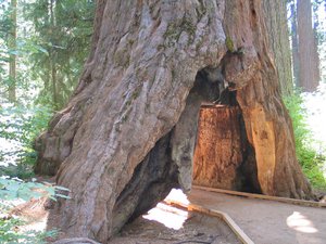 Tunnel in the Pioneer Cabin Tree, cut in the 1880s to compete for attention with Yosemite's Wawona Tree