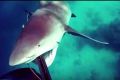 Shark charges spearfisher in north Queensland.