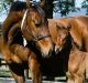 Only a select few of Helsinge's foals made it to the racetrack.