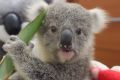 Imogen the koala, with a fuzzy koala friend.