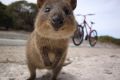 Authorities are searching for a quokka who escaped Rottnest Island on a rubbish barge. 