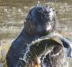 A seal in the Yarra river at South Yarra 28th of July 2014 The Age news Picture by JOE ARMAO