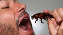 Tastes like a "roasted peanut": Nick Jarvis samples a cockroach.