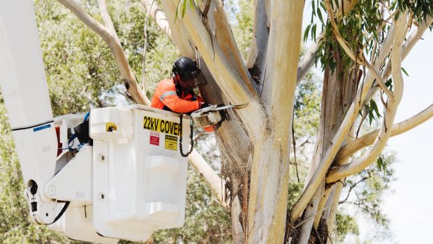 West Connex. Protest along Euston St, Alexandria next to Sydney Park where trees are being shut down. Wednesday 11th ...