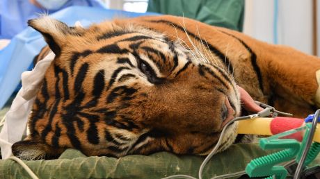 Sumatran tiger Binjai during her operation at Melbourne Zoo.