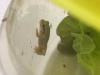 Shopper’s shock at slimy salad discovery