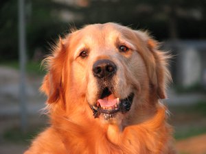 Male Golden Retriever, France