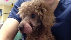 $5K reward offered in case of poodle with muzzle bound shut