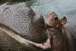 Bibi, a 17-year old pregnant Nile Hippo at the Cincinnati Zoo & Botanical Gardens, swims in her enclosure, Wednesday, ...