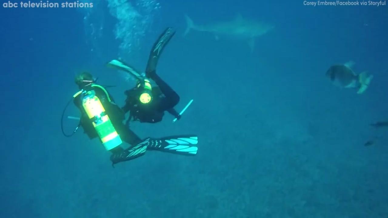 Image of scuba divers and a great white shark in Florida. 