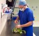 Dr. Groth performs surgery on his young patient's favourite stuffed toy.