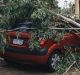 Trees down around Parliament House on Friday afternoon.