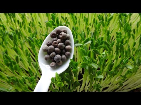 How to Grow Green Peas Shoots - Pea Sprouts