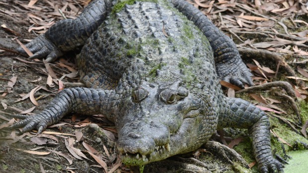 The crocs are one of the attractions of the mangroves up Hills Creek, Cairns.