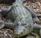 The crocs are one of the attractions of the mangroves up Hills Creek, Cairns.