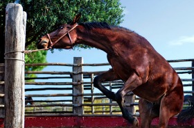 Domare means to tame, in Italian, and it's the title Sarah Harmarnee has chosen for her photograph of a wild brumby ...