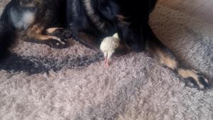 Gentle German Shepherd Watches over Baby Turkey