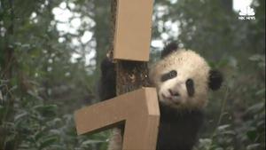 Cute Panda Cubs Celebrate the Lunar New Year