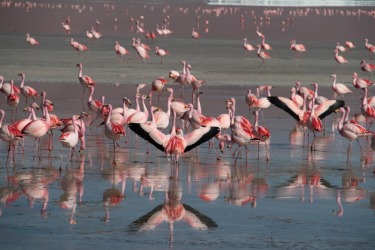 James Flamingos @ Laguna Colorada Bolivia approx 4000m elevation Laguna Colorada (Red Lagoon) is a shallow salt lake in ...