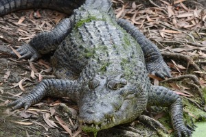 The crocs are one of the attractions of the mangroves up Hills Creek, Cairns.