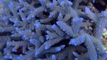 Coral taken from a study site on the Great Barrier Reef 