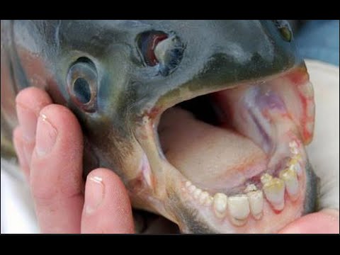 10 CRAZIEST FACTS ABOUT PIRANHAS