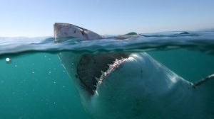 DYER ISLAND, SOUTH AFRICA: UNDATED: *** EXCLUSIVE *** A great white shark photographed for Michael Scholl's finprinting ...