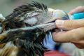 Jess the wedge-tailed eagle has an operation on a tumour that is growing above his eye. 