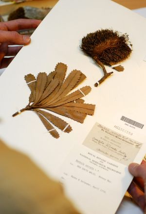 A banksia specimen collected by Joseph Banks and Daniel Solander in 1770 in Botany Bay and held by the National ...