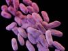 ‘Nightmare superbugs’ start to spread