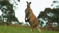 "If you're standing up, the kangaroo can kick you with its hind feet and that can pretty much rip you open," Ian Temby says.