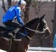 Looking good: Champion racehorse Winx.