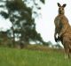 "If you're standing up, the kangaroo can kick you with its hind feet and that can pretty much rip you open," Ian Temby says.