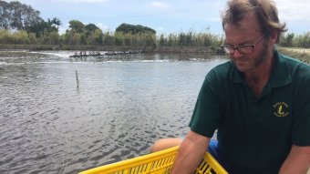 Prawn industry ravaged by white spot disease