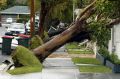 Rows of trees fell down in the Newcastle suburb of Hamilton South.  