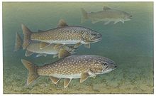 Lake trout fishes salvelinus namaycush.jpg