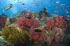 The Great Astrolabe Reef, the world's fourth-largest barrier reef.