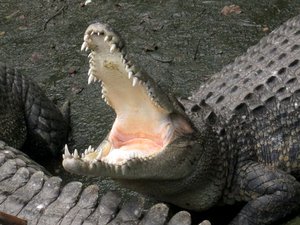 An alligator opens its mouth for quite a long time, as it lounges with fellow gators.