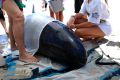 Volunteers assist with the beached whale in Mandurah on Monday. 