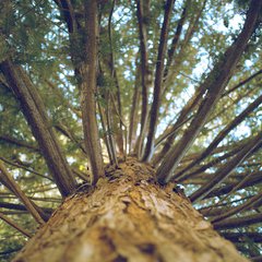 Tree photo Leo Deegan