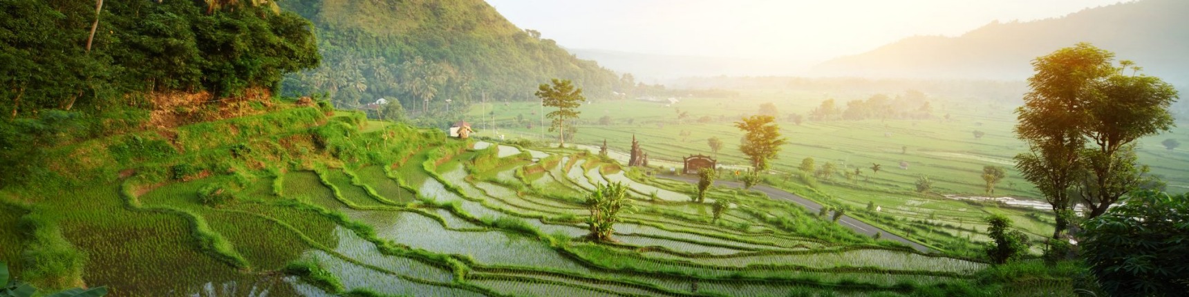 Bali, rice paddies