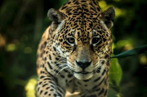 The jaguar is the only extant Panthera species native to the Americas.