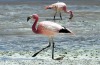 Flamingos are seen wading in Laguna Colorada.